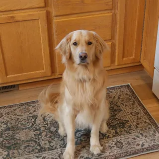 Cushioned, durable, and pet safe.

📸 @moosethatgolden_
Rug: Genevieve — Forest/Mutli

#washablerug #homedecor #madefortogether