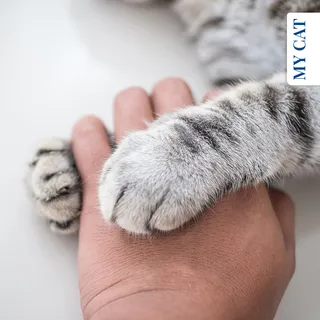 Does your cat have separation anxiety? 

Some cats feel stressed when left alone — but spotting the signs early can make a big difference. With the right support, you can help your cat stay calm, comf