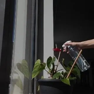 Et vous, quelle est votre méthode actuelle pour préserver vos plantes ? 🌿🤗

#Printemps2026 #bicarbonate #astuces #astuce #actu #tips #tipsparenting #plantes