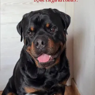 ¿Y tu perrito qué elegiría comer? 🍗🥩🍖

En nuestro caso, aunque normalmente le preparamos la comida nosotros, siempre nos gusta tener alguna opción lista para esos días en los que no llegamos a todo. ✨