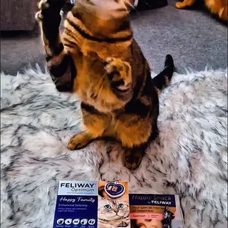 Do pets get Anxious? 
of course they do! March is Pet Anxiety month and with @Feliway 's help thwy have brough calm and serenity to our house 💕

#PetAnxiety #FELIWAY #PetCalming
#PetParenting #Anxiet