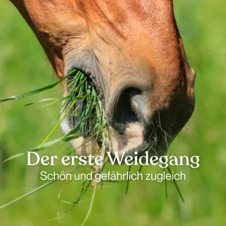 Der erste Weidegang - schön und gefährlich zugleich 🌱

Wartet dein Pferd auch schon sehnsüchtig auf die Weidezeit? 😍

Doch der Übergang von Paddock zu Weide sollte gut geplant sein. Sonst drohen Stoff