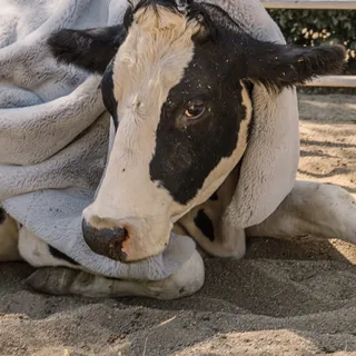 A gentler world, for every living thing. 🌎