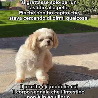 Lo hai già provato?🐾🧡

👉 Lo trovi al link in bio!

#integropet #integratorinaturali #amiciaquattrozampe #cani #probioticodigestivo