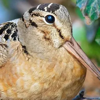 It’s timberdoodle time 🐦🏡🎉!! The American Woodcock has returned to Bryant Park for spring 🌷. 

The shy and stout shorebird known for its famous rock while foraging is a regular visitor to the park in 