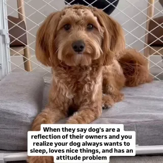 send this to someone who’s basically become their dog 🐶
