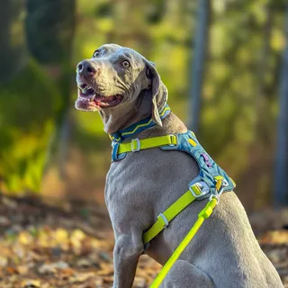 It’s all about the details 🔍🌞🌲

Forest days just hit different with @woollywolf.co 
The Alpha 360 harness fits Arik perfectly, the leash is incredibly lightweight yet durable, and the hip pack is an a