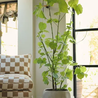 Soft, sculptural, and quietly striking 

The African hemp tree (Sparmannia africana) brings a gentle, natural elegance to any space, all in the details.

One of our limited release trees, available in