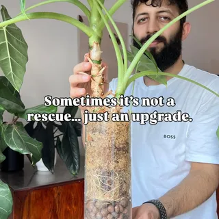 Not every repot is about saving a plant — sometimes it’s simply about giving it more room to continue thriving 🌿

This Alocasia Frydek has been growing in semi-hydro for a long time, and it was finall