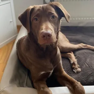 Werbung von Herzen 🐾 | Wir haben für Nino das KUDDE-Bett von @sabro.de bestellt - und seht selbst, wie genial er das findet! 😍 

Nino hat noch nie so fest geschlafen wie in seinem neuen Bettchen. 🤭

W