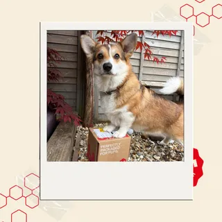 Chewie the Pembroke Corgi is looking absolutely adorable with his Omni delivery 🐶📦✨⁠
⁠
Gorgeous @chewie_pembrokecorgi has unboxed our Irritated Skin Supplement, designed to help support dogs with sens