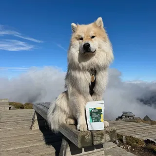 La tête dans les nuages d’Auvergne avec @stan.bio 💚☁️

Allier gourmandise, qualité et respect de l’environnement c’est la promesse réussite de Stan Bio ✅

Une gamme de croquettes, pâté et friandises b