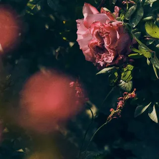 Wild Vetiver captures a whimsical English garden party wandering into the wild, where halcyon moments unfold and the joy of missing out drifts through the scented air. 

 #WildVetiver #TheHouseofCreed