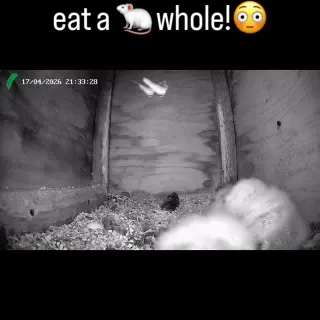 The 3 Tawny Owlets are growing rapidly and mum is beginning to spend longer outside the nestbox.

Up until now she has been ripping off small chunks of food and feeding the owlets. But now it’s “here 