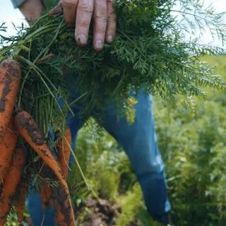 You asked for sharper prices on your favourite fresh veggies… so we made it happen 🥕🌽
Fresh, crisp, and straight from NZ farms 🌽🥕
Northwood Supa Centa, Christchurch and 808 North Road, Invercargill st