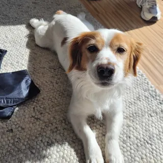 Langweilig wird’s uns beim Hausbesuch nie. 😄

Hund Rudi, der vor der Blutabnahme erstmal eine Yoga-Pose einlegt. Die Miezen, die unsere Tasche strenger prüfen als der TÜV. Der Versteckkünstler des Tag