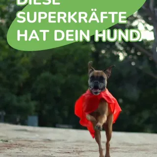 Dein Hund riecht deine Gefühle, spürt Erdbeben und navigiert nach dem Erdmagnetfeld. Und du dachtest, er sucht nur Leckerlis. 🐶✨ Diese Vierbeiner sind einfach auf einem anderen Level – und wir finden 