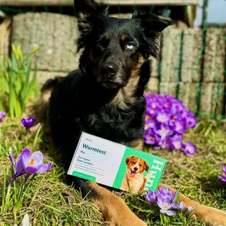 Wurmkur nach Gefühl? Oder lieber nach Ergebnis? 🐾

Früher habe ich ehrlich gesagt auch einfach regelmäßig entwurmt.
Heute weiß ich: Erst testen. Dann gezielt handeln.

Warum?

🐶 Nicht jeder Hund hat a