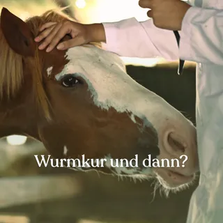Wurmkur und dann? 🪱

Hund, Katze und auch Pferde benötigen mehrmals im Jahr eine Wurmkur. Manche machen es 2x im Jahr, manche 4x und manche selektiv. Die meisten entwurmen aber jetzt, vor der Weidesai
