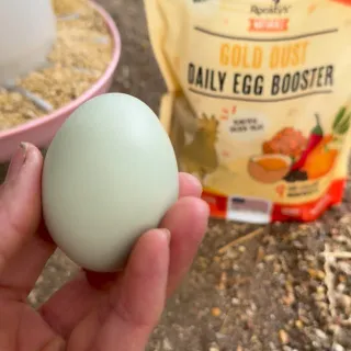 Happy Tuesday and good morning from the flock 🐓it’s been a beautiful morning and we have ladies already in the nesting because boxes laying their 🪺 eggs 
Spring is here 🫶🏻
Today we also trying out ano