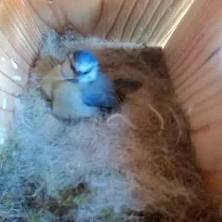 Joan has started incubating today. She pops out now and again. I still can't see how many eggs she has laid as her nest seems very deep, and she covers them up so well.  I guess I'll have to wait unti