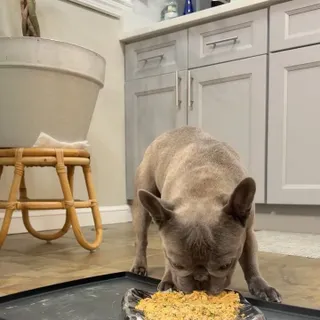 Dinner time became a little more fun for Dumbo. He just got his new lick pad from @fxw_us & he’s loving it. I even tried to distract his by throwing a toy his way & of course he didn’t take the bait. 