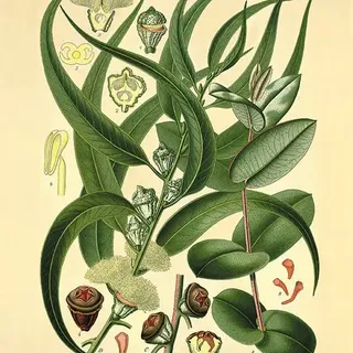 {Community}⁠
⁠
#koalaeco #morenaturefeelbetter⁠
⁠
⁠
Botanical illustration, 19th century