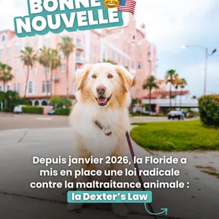 Elle porte le nom de Dexter, un chien tué par son adoptant en 2022 🥲

Le registre compte déjà + de 1 600 noms !

Et en France, on en est où ?

Sur le papier :
⚖️ Jusqu’à 5 ans de prison
💸 75 000 € d’a