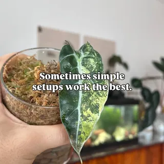 We decided to test a simple setup: LECA at the bottom and moss on top, each plant placed in its own vase. ✨

Our Frydek Aurea and Polly Aureas have been growing in this combination for a while now — a