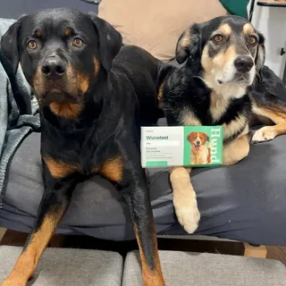 Du entwurmst deine Hunde noch „auf Verdacht“? Wir wollten es genau wissen – und haben den Kot unserer Hunde mit dem Wurmtest von @vetevo_de untersuchen lassen. Das Ergebnis: kein Wurmbefall. Keine unn