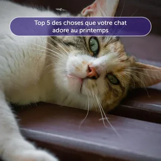 Le printemps est la saison préférée de votre chat… et on comprend pourquoi 🌸☀

Et le vôtre, quel est son rituel favori ? 👇