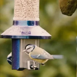 The songbirds just found their new favourite feeder 🫶 #pestoff3.0