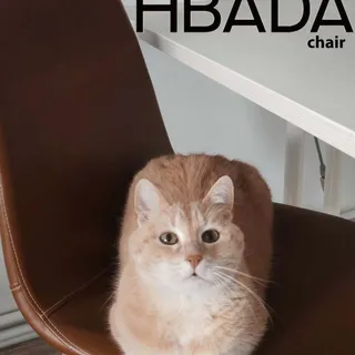 #hbadahealthwish @hbada_official The dream in 2026 is HBADA...Meow will sound better from a new Hbada chair. Ergonomics at its best. #HBADA #UGC #hbadahealthwish #ergonomicchair #HomeOffice