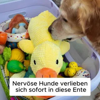 Dein Hund wird sich sofort verlieben 💛 #Hundeliebe #Pfotenmond #Hund