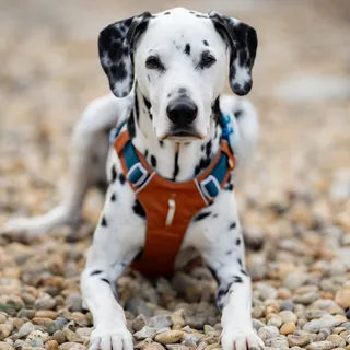 After more than 10 years of living an active life with my dogs, I no longer choose gear based only on looks. It has to perform. In the forest. In the rain. On rocky trails. In real everyday life.

On 