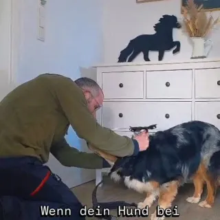Tilda fand die heutige Outfitwahl nicht gerade toll😅🤪

Wie ist es bei euren Hunden, stellen sie sich auch manchmal so an?

#hundeliebe #hunde #familienhund #hundewelt #hundefreunde