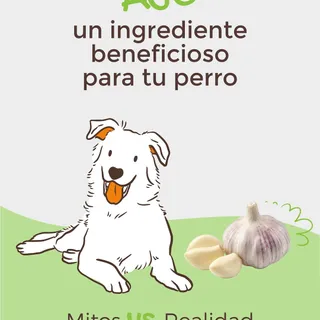 ¿El ajo es malo para los perros? 🧄

Tiene mala fama, pero la dosis lo cambia todo. Lo que mucha gente no sabe es que en pequeñas cantidades puede ser un aliado para su salud, no un enemigo.

En este c