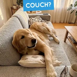 Be honest… whose couch is it really? 👀🐶 

#dogsofa #doglife #petparents #dogcomfort #doglovers