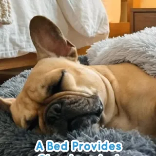 A bed gives them support. A blanket makes it feel like home 🐾