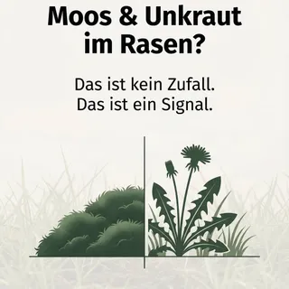 Wie sieht dein Rasen gerade aus? 🤔

Mehr Grün oder mehr Moos?

Moos und Unkraut entstehen nicht einfach so.
Sie sind ein Zeichen für:

• Nährstoffmangel
• Verdichteten Boden
• Lücken in der Grasnarbe
