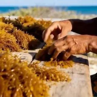 The ingredients in our bottles didn’t start in a lab.

They started here - in coastal waters, forest floors, and ancient herb gardens. 

We source them the same way they’ve always been harvested from 