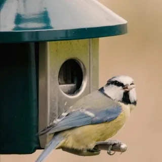 It’s official… Sunflower hearts are the bird’s favourite food 🐦
