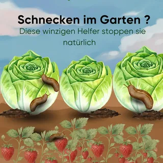 Mit Phasmarhabditis hermaphrodita-Nematoden lassen sich Nacktschnecken im Garten ganz natürlich bekämpfen. 🐌🌱
Die winzigen Fadenwürmer werden mit Wasser in den Boden gegossen und suchen dort aktiv nac