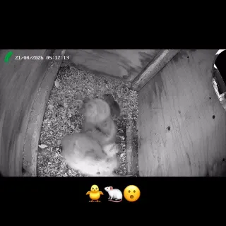 The eldest Tawny Owlet attempts to swallow a 🐁 whole! 😮

📸 Greenfeathers nestbox camera - see link in bio 

L I V E 24hr video stream from nestbox. Search for channel ‘a1pew’ on YouTube. 

britishwild